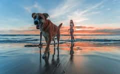 ਇੰਨੀ ਕਿਉਂ ਹਿੱਲਦੀ ਹੈ ਕੁੱਤੇ ਦੀ ਪੂਛ ? ਵਿਗਿਆਨੀਆਂ ਨੇ ਕੀਤਾ ਰਾਜ਼ ਦਾ ਖੁਲਾਸਾ