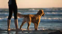 ਇੰਨੀ ਕਿਉਂ ਹਿੱਲਦੀ ਹੈ ਕੁੱਤੇ ਦੀ ਪੂਛ ? ਵਿਗਿਆਨੀਆਂ ਨੇ ਕੀਤਾ ਰਾਜ਼ ਦਾ ਖੁਲਾਸਾ