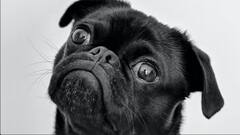 ਇੰਨੀ ਕਿਉਂ ਹਿੱਲਦੀ ਹੈ ਕੁੱਤੇ ਦੀ ਪੂਛ ? ਵਿਗਿਆਨੀਆਂ ਨੇ ਕੀਤਾ ਰਾਜ਼ ਦਾ ਖੁਲਾਸਾ