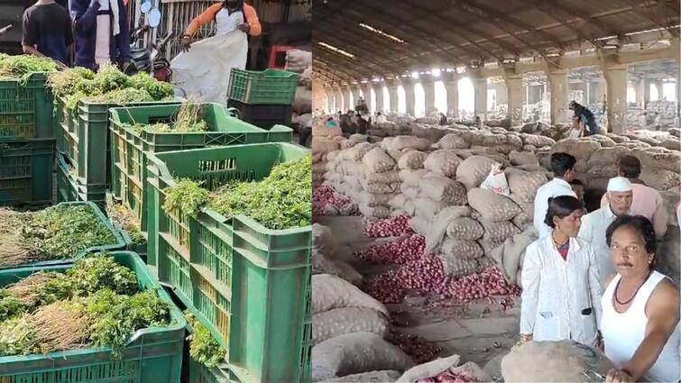 Onion And Coriander Rate Decreased Farmer Angry Solapur Apmc Market Maharashtra Marathi News कांद्यासह कोथिंबीरीच्या दरात घसरण, शेतकरी संतप्त; गांजा लागवडीला परवानगी देण्याची मागणी