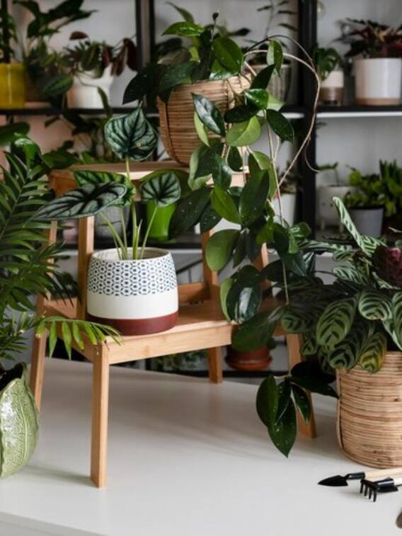 बिना बीज के भी उगाए जा सकते हैं ये 5 पौधे