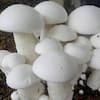 Mushroom:  ਸਿਹਤ ਲਈ ਵਰਦਾਨ ਹਨ ਖੁੰਬਾਂ, ਜਾਣੋ ਫਾਇਦੇ
