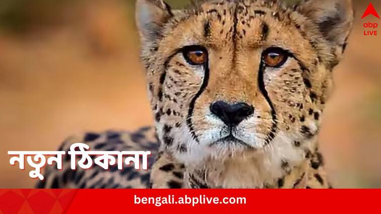 Cheetahs from abroad to get new home in Madhya Pradesh Cheetah Project in India: কুনোয় পর পর ১০ মৃত্যু, বিদেশি চিতার জন্য এবার বিকল্প বাসস্থান