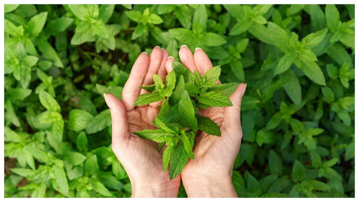 तुलसी के बीज को बेसिल सीड्स यानी सब्जा बीज कहा जाता है यह हमारी सेहत के लिए बहुत फायदेमंद है.