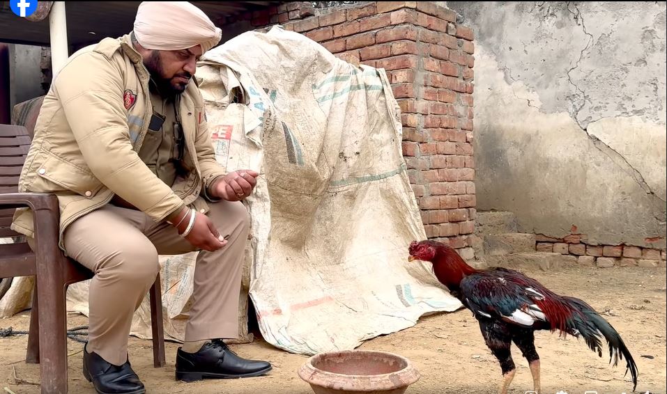 Bathinda Cock: ਪੰਜਾਬ ਦਾ ਪੀੜਤ ਮੁਰਗਾ, ਜਿਸ ਨੇ ਪੁਲਿਸ ਨੂੰ ਪਾਇਆ ਚੱਕਰਾਂ 'ਚ, ਪੁਲਿਸ ਹਿਰਾਸਤ 'ਚ ਹੋ ਰਹੀ ਪ੍ਰਾਹੁਣਿਆਂ ਵਾਂਗ ਦੇਖਭਾਲ