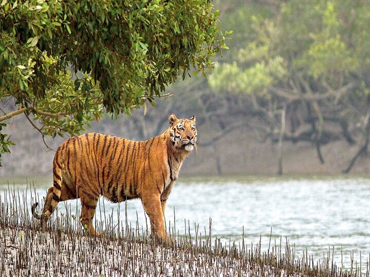 உலகில் எந்த நாட்டில் அதிக எண்ணிக்கையில் புலிகள் இருக்கின்றன என்பதை இந்த தொகுப்பில் தெரிந்து கொள்ளலாம்.