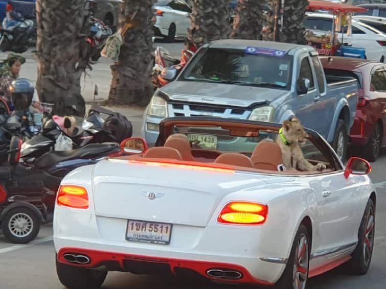 Man drives Bentley with lion cub in backseat. Video from Thailand Watch Video Watch Video: என்னடா இது.. சிங்கக்குட்டியுடன் காரில் ஜாலியாக வலம் வந்த இந்தியர்..வைரல் வீடியோ!