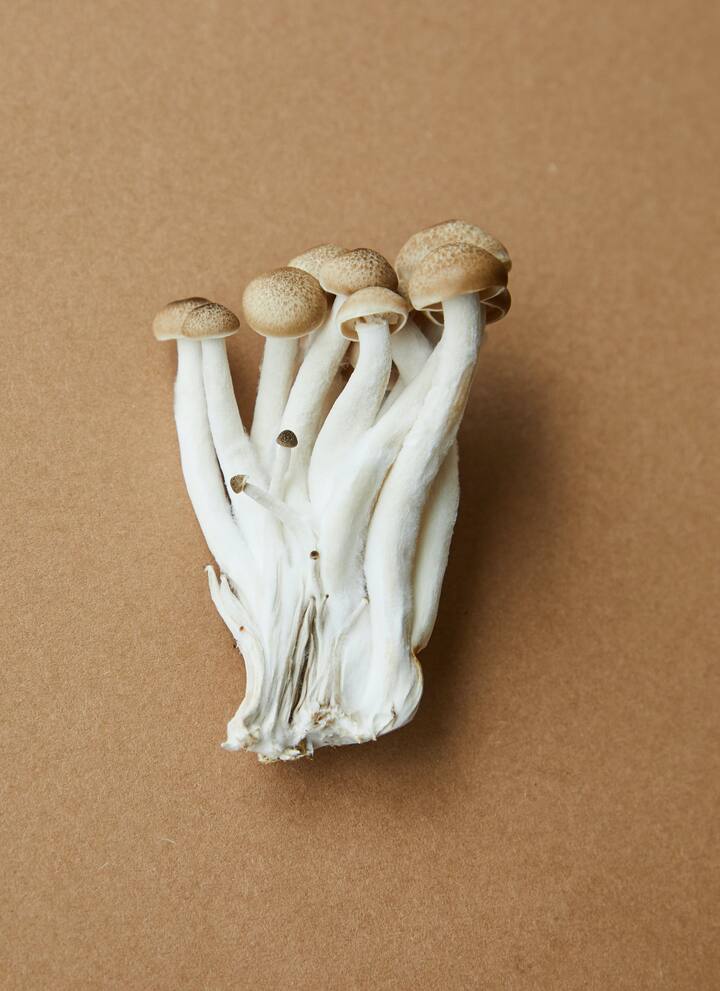 Oyster Mushroom Benefits vegetable contains more protein than meat, you