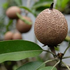 ਇਹਨਾਂ ਬਿਮਾਰੀਆਂ ਨੂੰ ਦੂਰ ਭਜਾਉਂਦਾ ਹੈ ਚੀਕੂ, ਜਾਣੋ ਸਰਦੀਆਂ 'ਚ ਸੇਵਨ ਕਰਨ ਦੇ ਫਾਇਦੇ