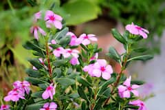 Periwinkle flower :'सदाफुली' चे फायदे तुम्हाला माहित आहेत का?