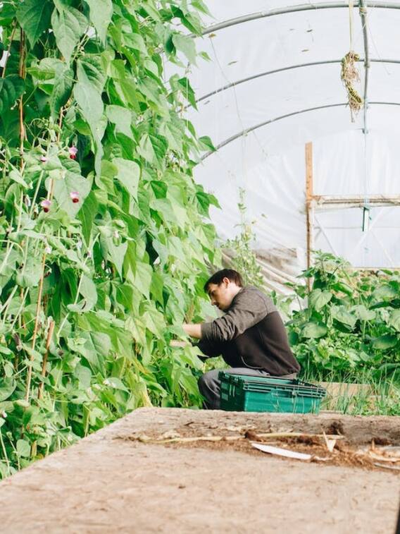 इन सब्जियों की खेती से सालभर कमा सकते हैं मुनाफा