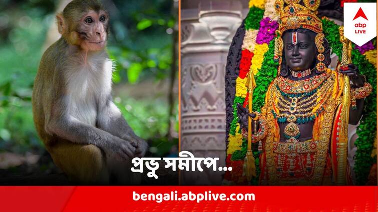 A Monkey Enters Ayodhya Ram Mandir Garva Griha, Devotees thinks Lord Hanuman Ayodhya Ram Mandir : রামলালার প্রাণপ্রতিষ্ঠা হতেই মন্দিরে ঢুকে দর্শন করে গেলেন 'স্বয়ং হনুমান'