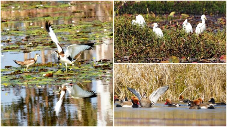 Ornithologists Express Concern Over Decline In Migratory Water Birds At Manipur’s Loktak Lake Ornithologists Express Concern Over Decline In Migratory Water Birds At Manipur’s Loktak Lake