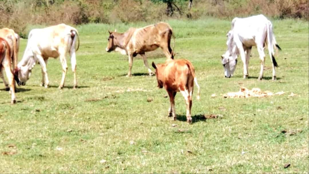 Shimla Cow Rape Case Traders will close market in protest one accused arrested ann Himachal: शिमला में गाय के साथ गंदी हरकत, विरोध में व्यापारी बंद करेंगे बाजार, एक आरोपी गिरफ्तार