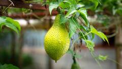 ​कटहल की खेती कर तगड़ी कमाई कर सकते हैं किसान भाई, ये काम है जरूरी