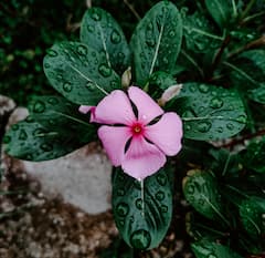 Periwinkle flower :'सदाफुली' चे फायदे तुम्हाला माहित आहेत का?