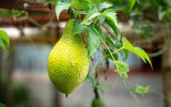 Agriculture: ਕਿਸਾਨ ਕਰਨਾ ਚਾਹੁੰਦੇ ਚੰਗੀ ਕਮਾਈ, ਤਾਂ ਕਰੋ ਕਟਹਲ ਦੀ ਖੇਤੀ, ਹੋਵੇਗਾ ਬਹੁਤ ਫਾਇਦਾ