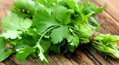 कोथिंबिरीच्या दरात मोठी घसरण, सध्या मिळतोय एवढा दर?