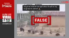 अयोध्या आया भालुओं का झुंड? वायरल हो रहा दावा, जानें क्या है सच्चाई