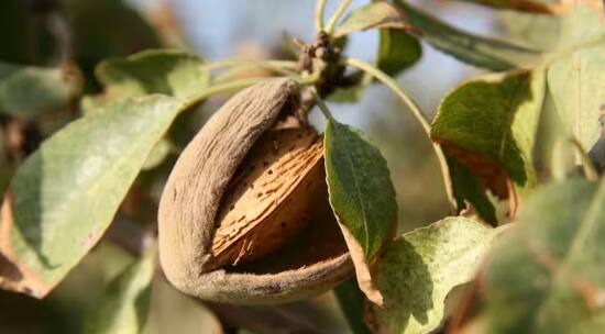 Almond: ਘਰ 'ਚ ਬਦਾਮ ਉਗਾ ਕੇ ਤੁਸੀਂ ਉਸ ਨੂੰ ਬਾਹਰੋਂ ਖਰੀਦਣ ਦੀ ਪਰੇਸ਼ਾਨੀ ਦੂਰ ਕਰ ਸਕਦੇ ਹੋ। ਹਾਲਾਂਕਿ, ਇਸ ਦੇ ਪੌਦੇ ‘ਤੇ ਫਲ ਆਉਣ ਨੂੰ ਕੁਝ ਸਮਾਂ ਲੱਗ ਜਾਂਦਾ ਹੈ।