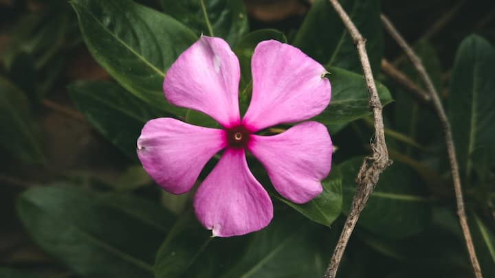 Periwinkle flower :   सदाहरित वनस्पती असल्यामुळे हिला सदाफुली म्हणतात. ही नैसर्गिकरित्या उगवणारी वनस्पती आहे.
