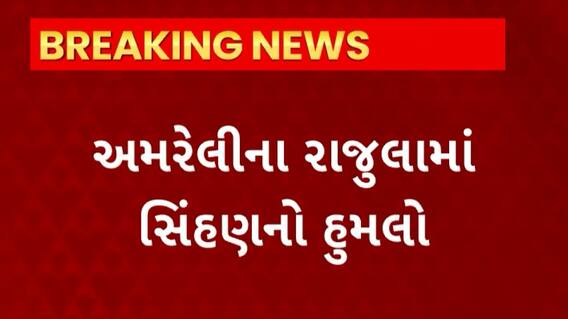 Amreli News : રાજુલામાં જોવા મળ્યો સિંહણનો હુમલો, બે લોકો પર કર્યો સિંહણે કર્યો હુમલો