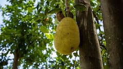 ​कटहल की खेती कर तगड़ी कमाई कर सकते हैं किसान भाई, ये काम है जरूरी