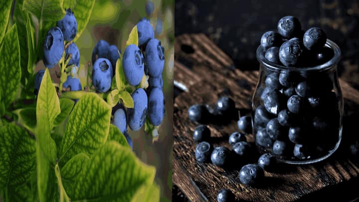 blueberry for health : ब्ल्यूबेरी फक्त चवीलाच नाही तर हृदयविकार ते कॅन्सर, स्ट्रोक असलेल्यांसाठी वरदान आहे. ब्ल्यूबेरी खाण्याचे कोणकोणते फायदे आहेत पाहूयात.