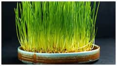 આ ડ્રિન્ક પોષકતત્વનો છે ખજાનો, એક મહિનો નિયમિત કરી જુઓ સેવન, થશે શરીરમાં આ ગજબ ફાયદા