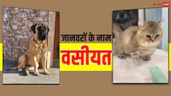 बच्चों ने छोड़ा साथ तो बुजुर्ग महिला ने कुत्ते-बिल्लियों के नाम कर दी पूरी जायदाद, पढ़ें हैरान करने वाला मामला