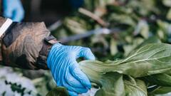 पालक की खेती कर तगड़ा मुनाफा हासिल कर सकते हैं किसान भाई, जानें क्या करना होगा