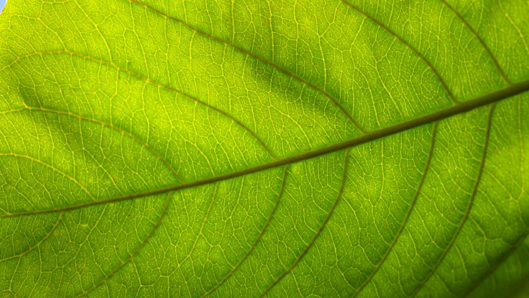 पान की खेती के लिए किसान भाइयों को सरकार दे रही तगड़ी सब्सिडी, ऐसे उठा सकते हैं फायदा Government of this state giving Farmers bumper subsidiy on pan farming पान की खेती के लिए किसान भाइयों को सरकार दे रही तगड़ी सब्सिडी, ऐसे उठा सकते हैं फायदा