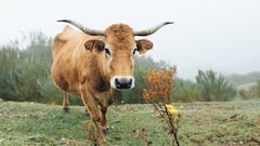 सांड के हमले से बुजुर्ग की मौत मामले में एक्शन, पशु चिकित्सा कल्याण अधिकारी के खिलाफ केस दर्ज