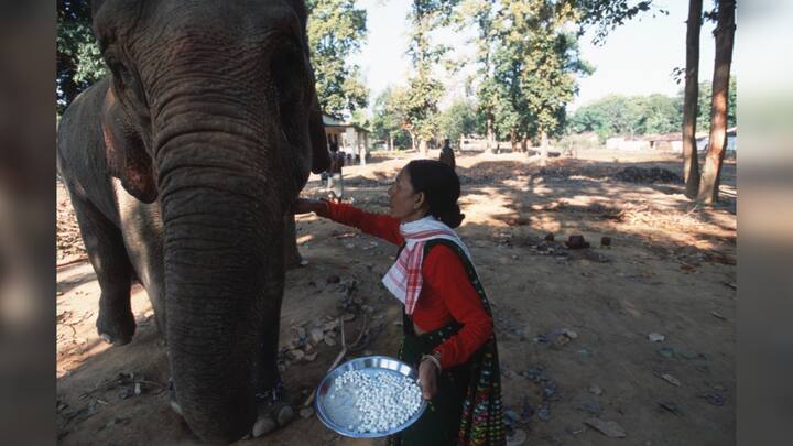 Indias First Woman Elephant ‘Mahout’ Parbati Barua Among Padma Shri 2024 Recipients India’s First Woman ‘Mahout’ Parbati Barua Among 110 Padma Shri 2024 Recipients 