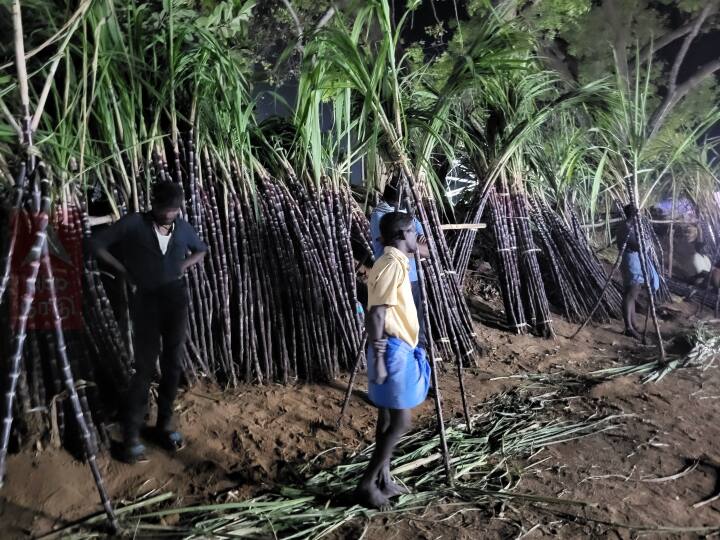 தித்திக்கும் பன்னீர் கரும்புகள்