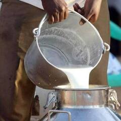 Fake or Real Milk: ਇੰਝ ਕਰੋ ਪਛਾਣ ਦੁੱਧ ਅਸਲੀ ਹੈ ਜਾਂ ਨਕਲੀ