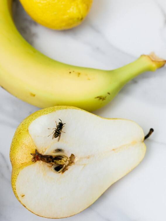 फलों के ऊपर मंडराते हैं छोटे-छोटे कीड़े? ऐसे पाएं छुटकारा