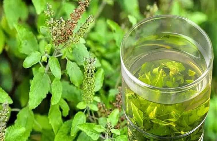 Drinking Tulsi water on an empty stomach in the morning has these benefits Tulsi Benefits: સવારે ખાલી પેટ તુલસીના પાણીના સેવનથી સ્વાસ્થ્યને પહોંચે છે આ ગજબ ફાયદા, આ બીમારીમાં કારગર