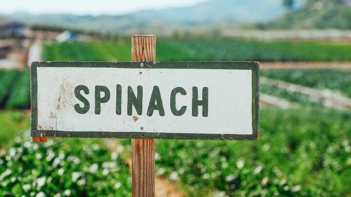 Spinach Farming: किसान भाई पालक की खेती कर अच्छा लाभ हासिल कर सकते हैं. पालक की डिमांड बाजार में काफी ज्यादा रहती है.