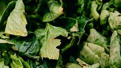 पालक की खेती कर तगड़ा मुनाफा हासिल कर सकते हैं किसान भाई, जानें क्या करना होगा