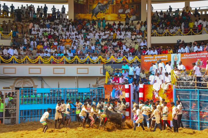 मदुरै में आयोजित जल्लीकट्टू समारोह में सीएम एमके स्टालिन ने बुधवार (24 जनवरी 2024) को पूर्व मुख्यमंत्री करुणानिधि की प्रतिमा का उद्घाटन किया.