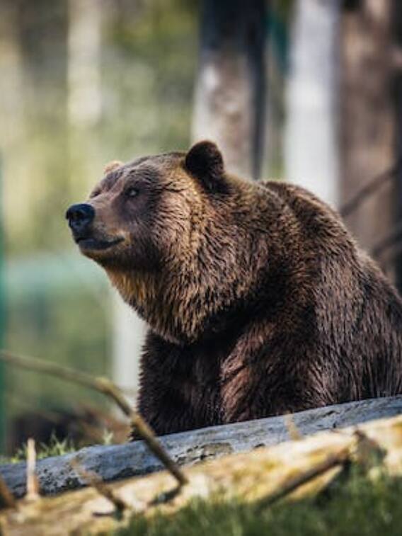 कितनी लंबी होती है भालू की जिंदगी?