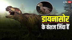 पक्षियों को क्यों कहा जाता है डायनासोर का वंशज, जानिए इसके पीछे क्या कारण है