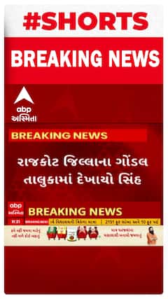 Rajkot | Lion Terror | ગોંડલમાં સીમ વિસ્તારમાં જોવા મળ્યો સિંહ, લોકોમાં ફફડાટ