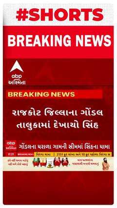 Rajkot News : ગોંડલમાં દીપડા બાદ સિંહનો આંતક