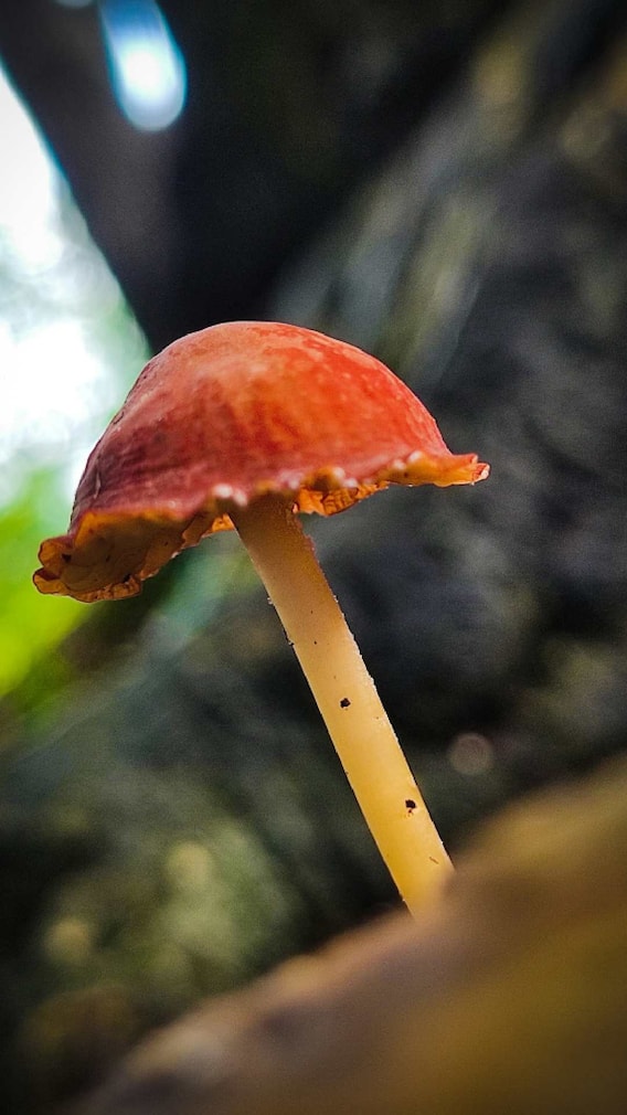 मशरूम ची शेती 'अशी' केली जाते...!