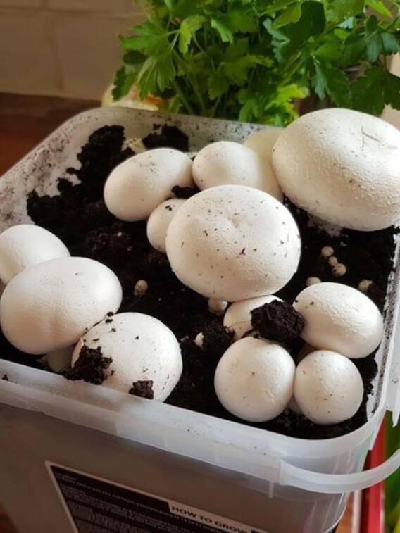 जानिए कैसे होती है मशरूम की खेती?