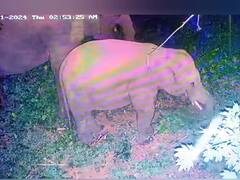 பழனியில் பரபரப்பு....காட்டு யானைகள் தனியார் தோட்டத்தில் புகுந்ததால் அதிர்ச்சி