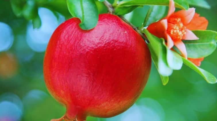95 percent of the pomegranate production is in four states of the country agriculture farmers marathi news maharashtra देशातील 'या' चार राज्यांमध्ये डाळिंबाचे 95 टक्के उत्पादन, महाराष्ट्राचा नंबर कितवा?