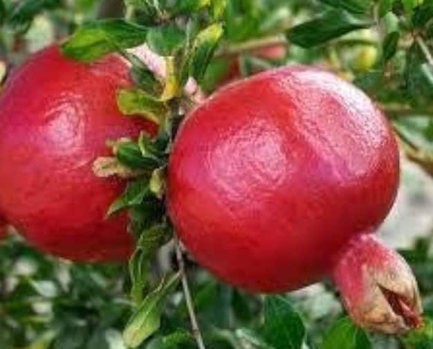 देशातील फक्त चार राज्यातच 95 टक्के डाळिंबाचे उत्पादन होते.